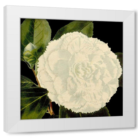 Dramatic Camellia IV White Modern Wood Framed Art Print by Vision Studio