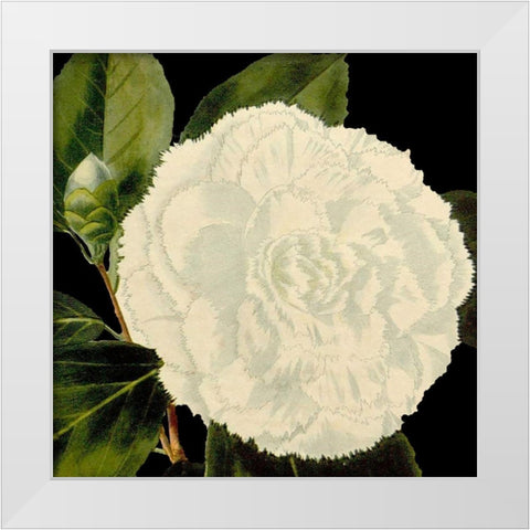 Dramatic Camellia IV White Modern Wood Framed Art Print by Vision Studio