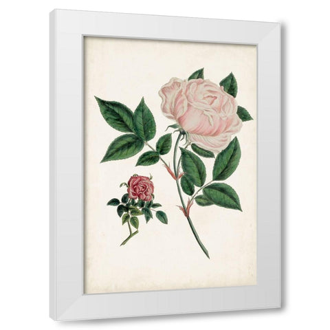 Vintage Rose Clippings I White Modern Wood Framed Art Print by Vision Studio