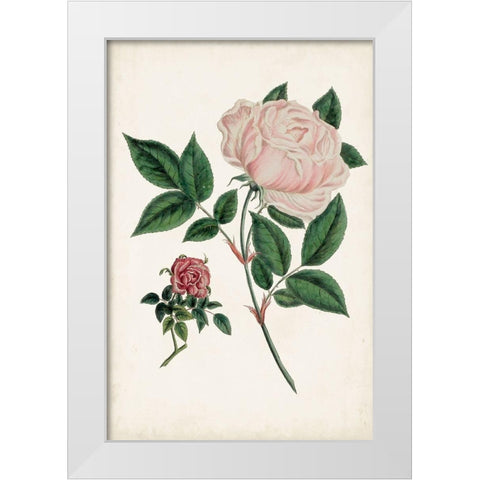 Vintage Rose Clippings I White Modern Wood Framed Art Print by Vision Studio