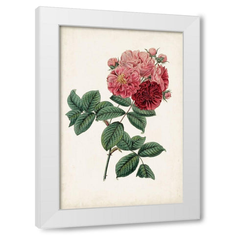 Vintage Rose Clippings III White Modern Wood Framed Art Print by Vision Studio