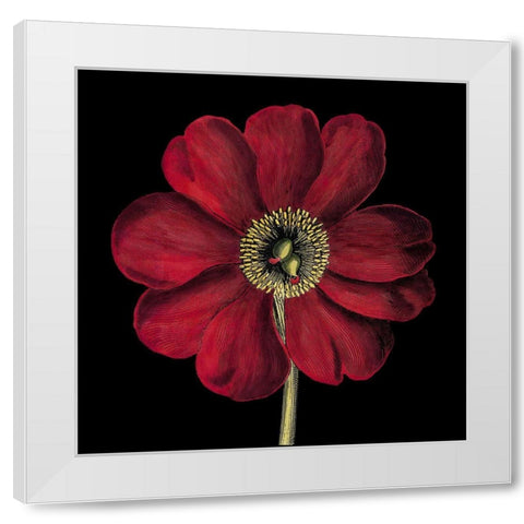 Dramatic Blooms I White Modern Wood Framed Art Print by Vision Studio