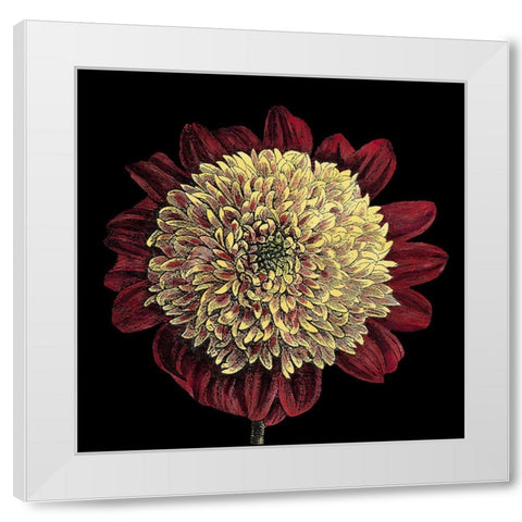 Dramatic Blooms II White Modern Wood Framed Art Print by Vision Studio