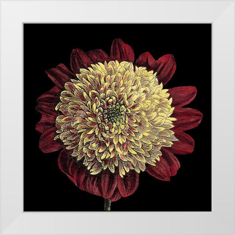 Dramatic Blooms II White Modern Wood Framed Art Print by Vision Studio