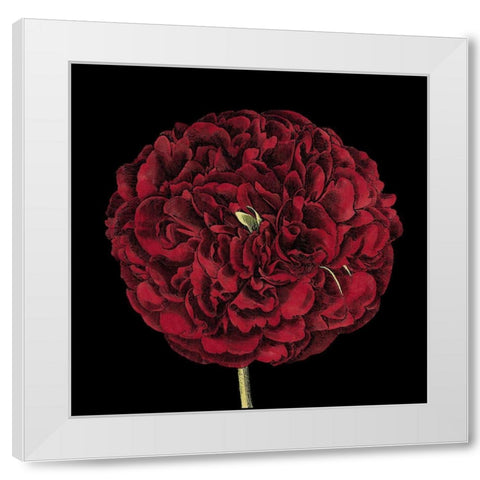 Dramatic Blooms III White Modern Wood Framed Art Print by Vision Studio