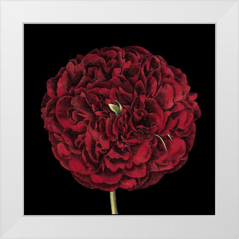 Dramatic Blooms III White Modern Wood Framed Art Print by Vision Studio