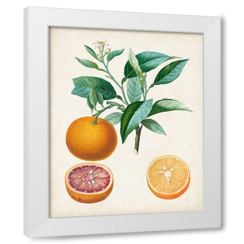 Orange de Malte White Modern Wood Framed Art Print by Poiteau, Pierre Antoine
