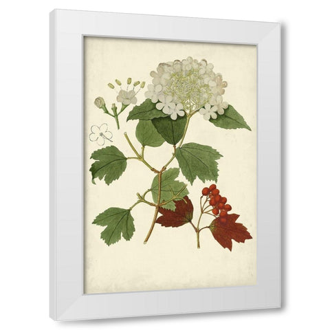 Flowering Viburnum I White Modern Wood Framed Art Print by Vision Studio