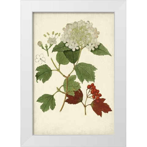 Flowering Viburnum I White Modern Wood Framed Art Print by Vision Studio