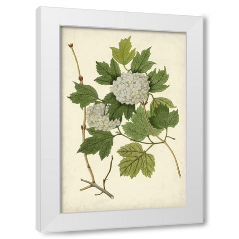 Flowering Viburnum II White Modern Wood Framed Art Print by Vision Studio