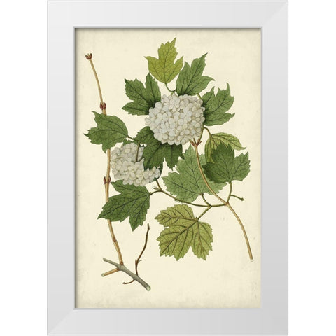 Flowering Viburnum II White Modern Wood Framed Art Print by Vision Studio