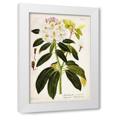 Vintage Rhododendron I White Modern Wood Framed Art Print by Vision Studio