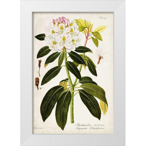 Vintage Rhododendron I White Modern Wood Framed Art Print by Vision Studio