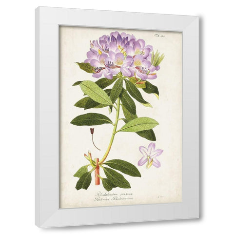 Vintage Rhododendron II White Modern Wood Framed Art Print by Vision Studio