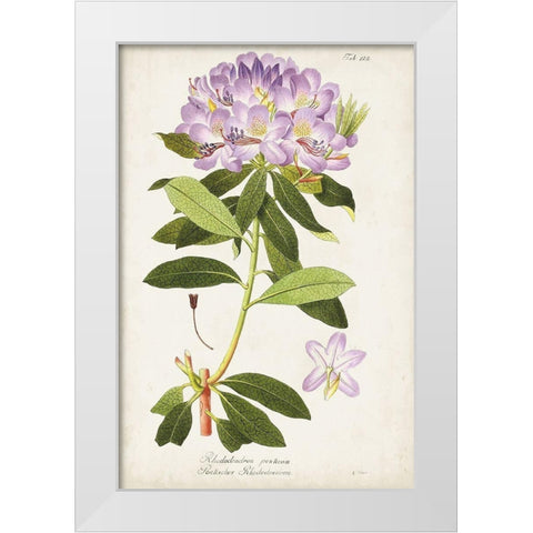 Vintage Rhododendron II White Modern Wood Framed Art Print by Vision Studio