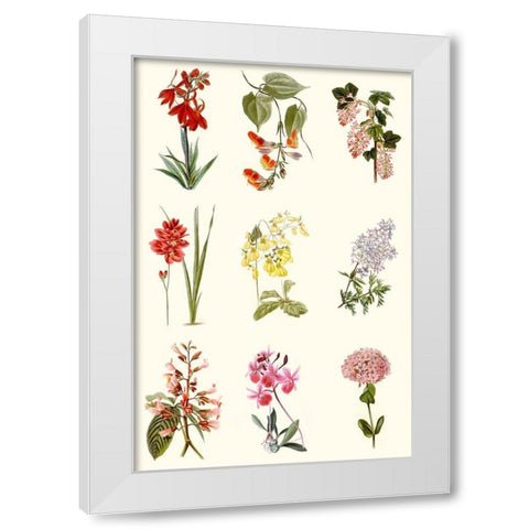 Botanical Array Chart White Modern Wood Framed Art Print by Vision Studio