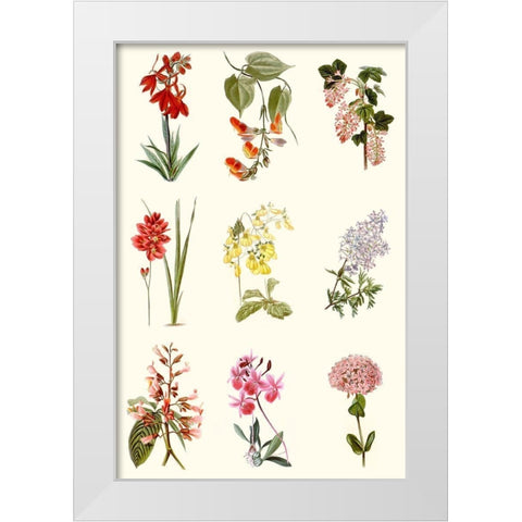 Botanical Array Chart White Modern Wood Framed Art Print by Vision Studio