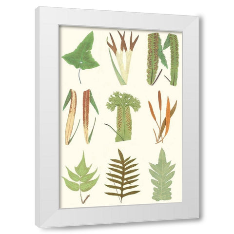 Antique Fern Chart White Modern Wood Framed Art Print by Vision Studio