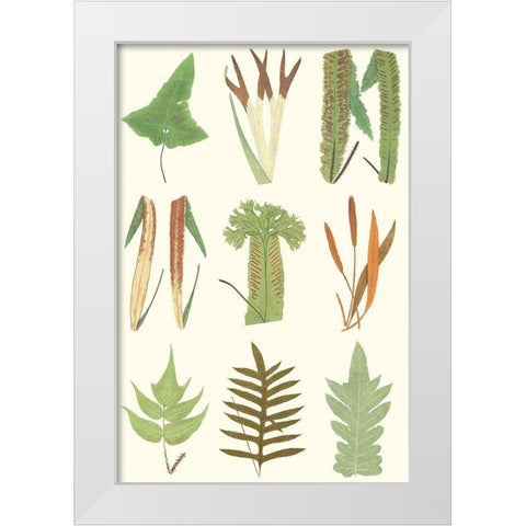 Antique Fern Chart White Modern Wood Framed Art Print by Vision Studio