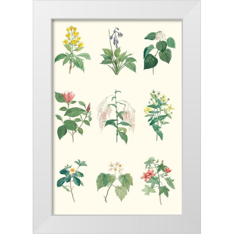 Soft Botanical Chart White Modern Wood Framed Art Print by Vision Studio