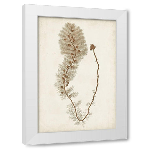 Sepia Seaweed III White Modern Wood Framed Art Print by Vision Studio