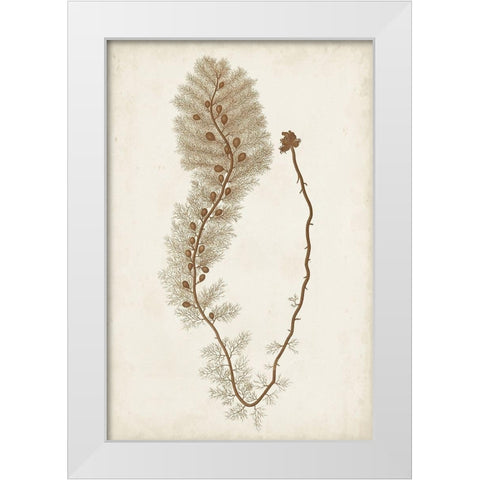 Sepia Seaweed III White Modern Wood Framed Art Print by Vision Studio