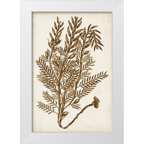 Sepia Seaweed IV White Modern Wood Framed Art Print by Vision Studio