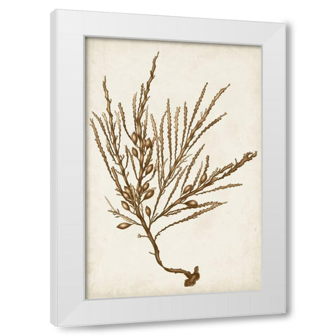 Sepia Seaweed V White Modern Wood Framed Art Print by Vision Studio