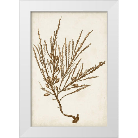 Sepia Seaweed V White Modern Wood Framed Art Print by Vision Studio