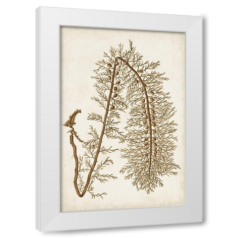 Sepia Seaweed VI White Modern Wood Framed Art Print by Vision Studio