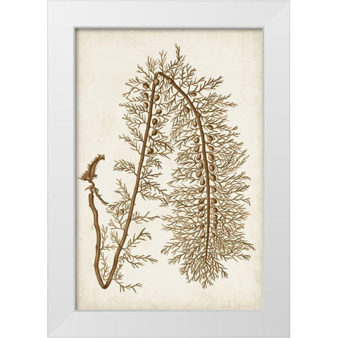 Sepia Seaweed VI White Modern Wood Framed Art Print by Vision Studio