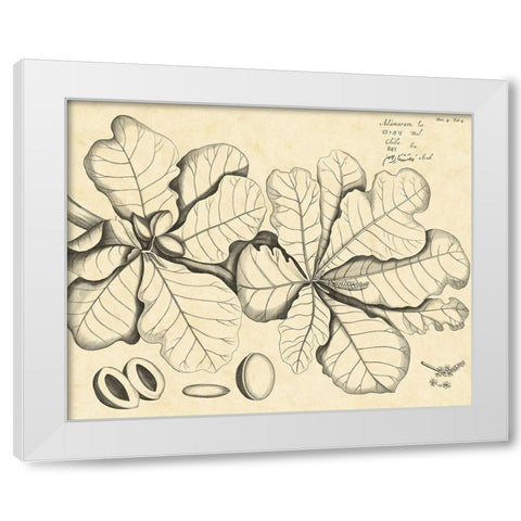 Vintage Leaf Study I White Modern Wood Framed Art Print by Von Drakenstein, H.