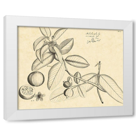 Vintage Leaf Study III White Modern Wood Framed Art Print by Von Drakenstein, H.