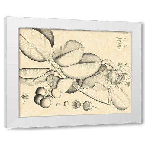 Vintage Leaf Study IV White Modern Wood Framed Art Print by Von Drakenstein, H.