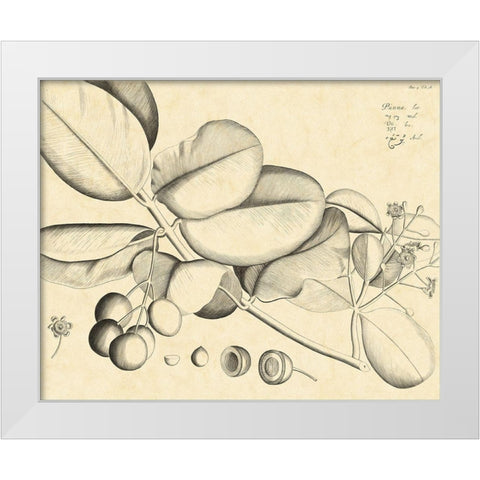 Vintage Leaf Study IV White Modern Wood Framed Art Print by Von Drakenstein, H.