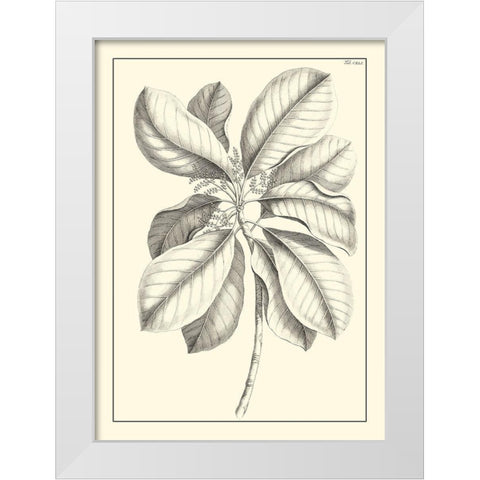 Non-Embellished Antique Foliage II White Modern Wood Framed Art Print by Buchoz, Pierre Josep