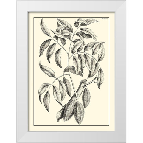 Non-Embellished Antique Foliage III White Modern Wood Framed Art Print by Buchoz, Pierre Josep