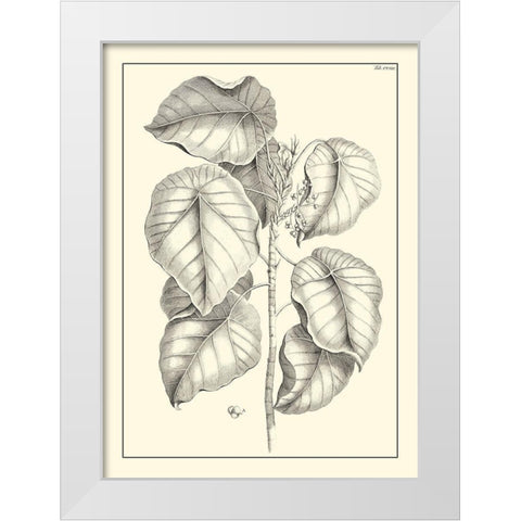 Non-Embellished Antique Foliage IV White Modern Wood Framed Art Print by Buchoz, Pierre Josep