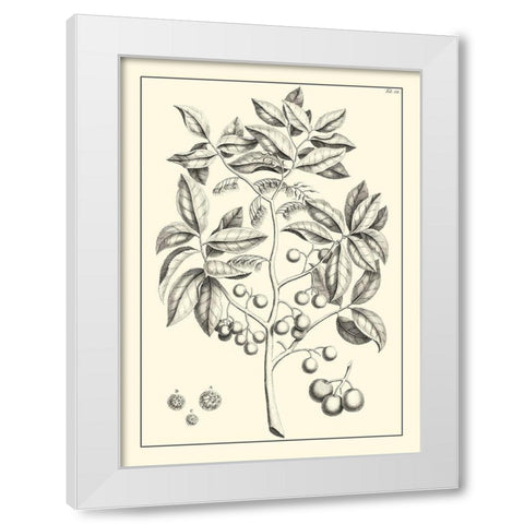 Non-Embellished Antique Foliage VI White Modern Wood Framed Art Print by Buchoz, Pierre Josep