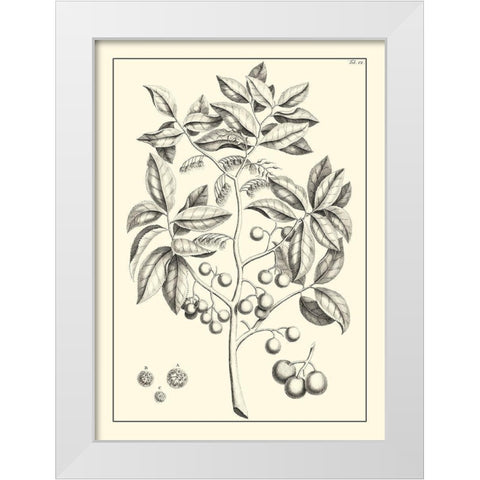 Non-Embellished Antique Foliage VI White Modern Wood Framed Art Print by Buchoz, Pierre Josep