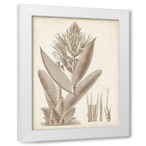 Sepia Exotic Plants II White Modern Wood Framed Art Print by Vision Studio