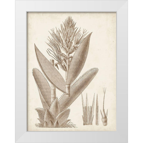 Sepia Exotic Plants II White Modern Wood Framed Art Print by Vision Studio