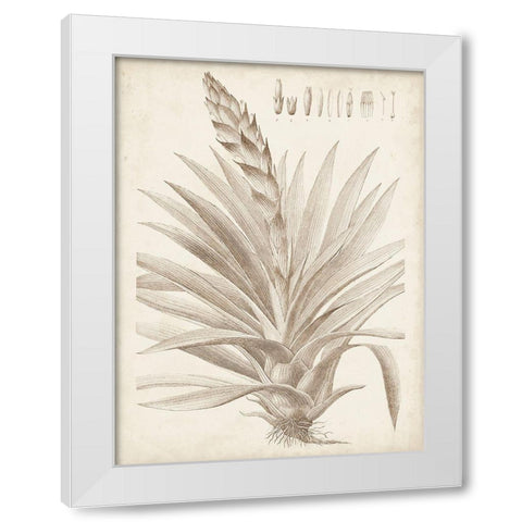 Sepia Exotic Plants III White Modern Wood Framed Art Print by Vision Studio