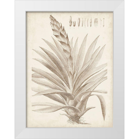 Sepia Exotic Plants III White Modern Wood Framed Art Print by Vision Studio