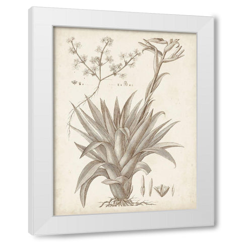 Sepia Exotic Plants IV White Modern Wood Framed Art Print by Vision Studio