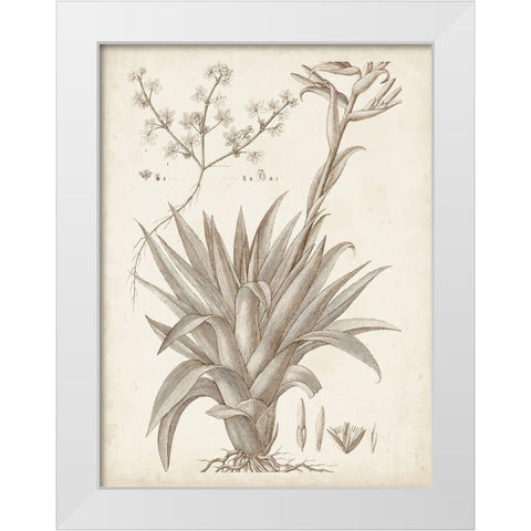 Sepia Exotic Plants IV White Modern Wood Framed Art Print by Vision Studio