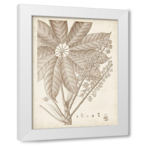 Sepia Exotic Plants V White Modern Wood Framed Art Print by Vision Studio