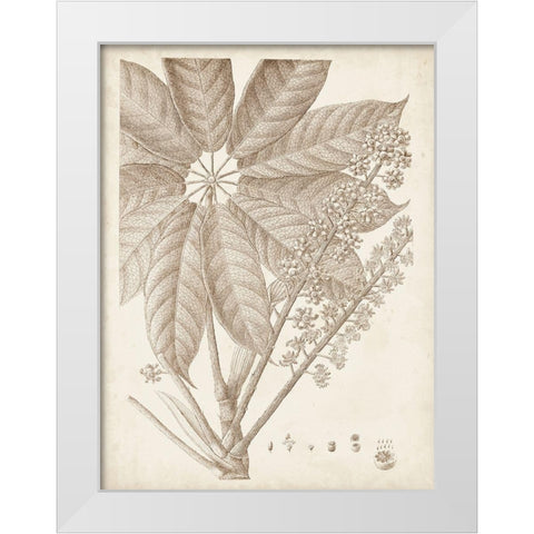 Sepia Exotic Plants V White Modern Wood Framed Art Print by Vision Studio