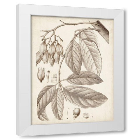 Sepia Exotic Plants VI White Modern Wood Framed Art Print by Vision Studio