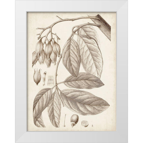 Sepia Exotic Plants VI White Modern Wood Framed Art Print by Vision Studio